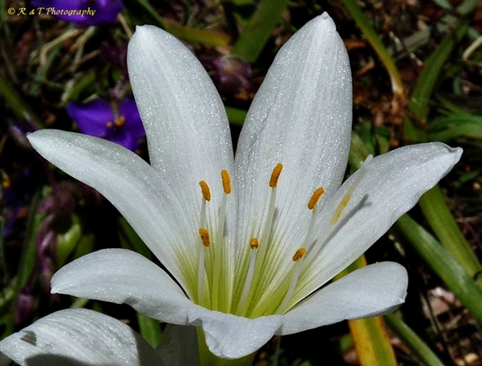 {Zephyranthes atamasco}